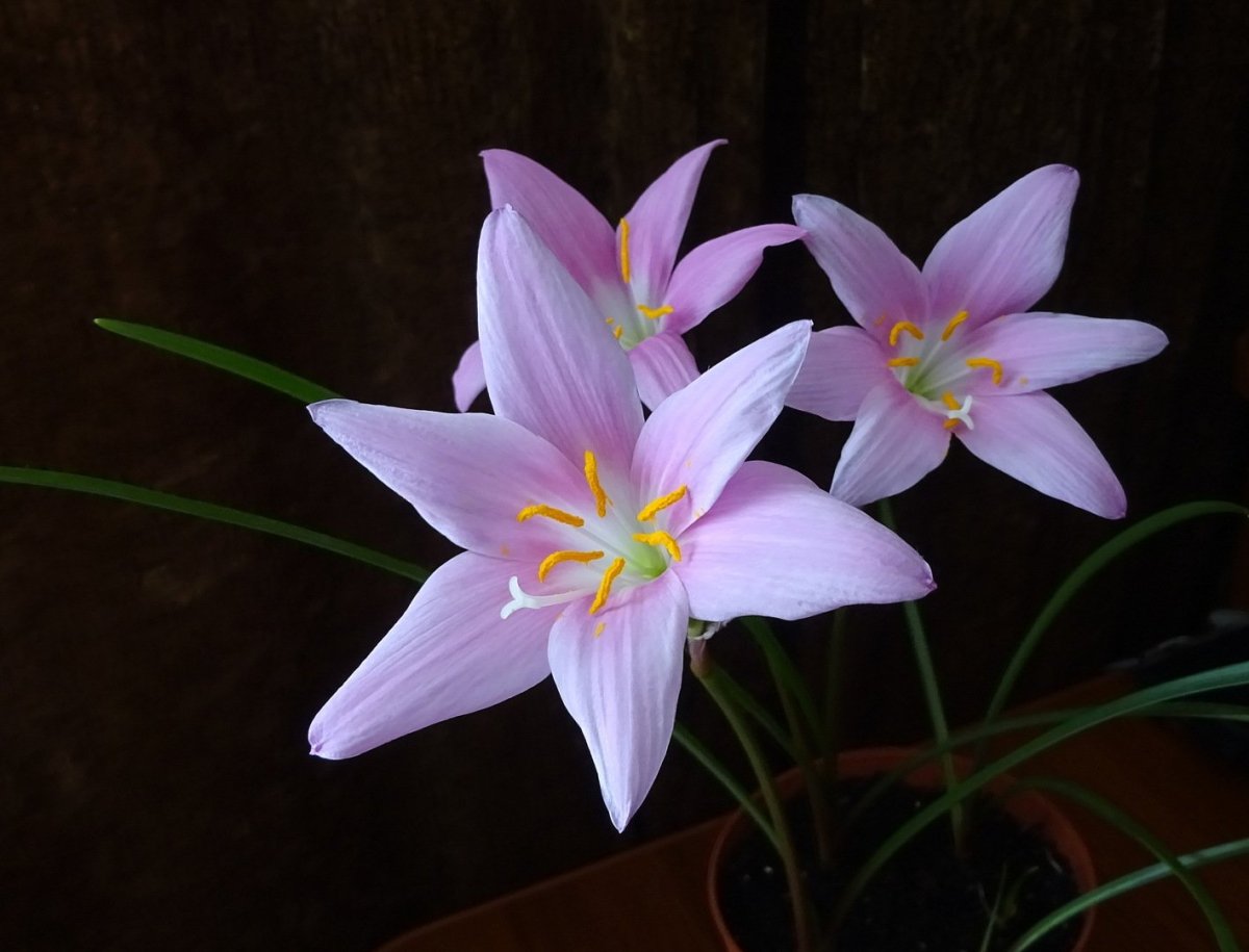 Зефирантес мощный