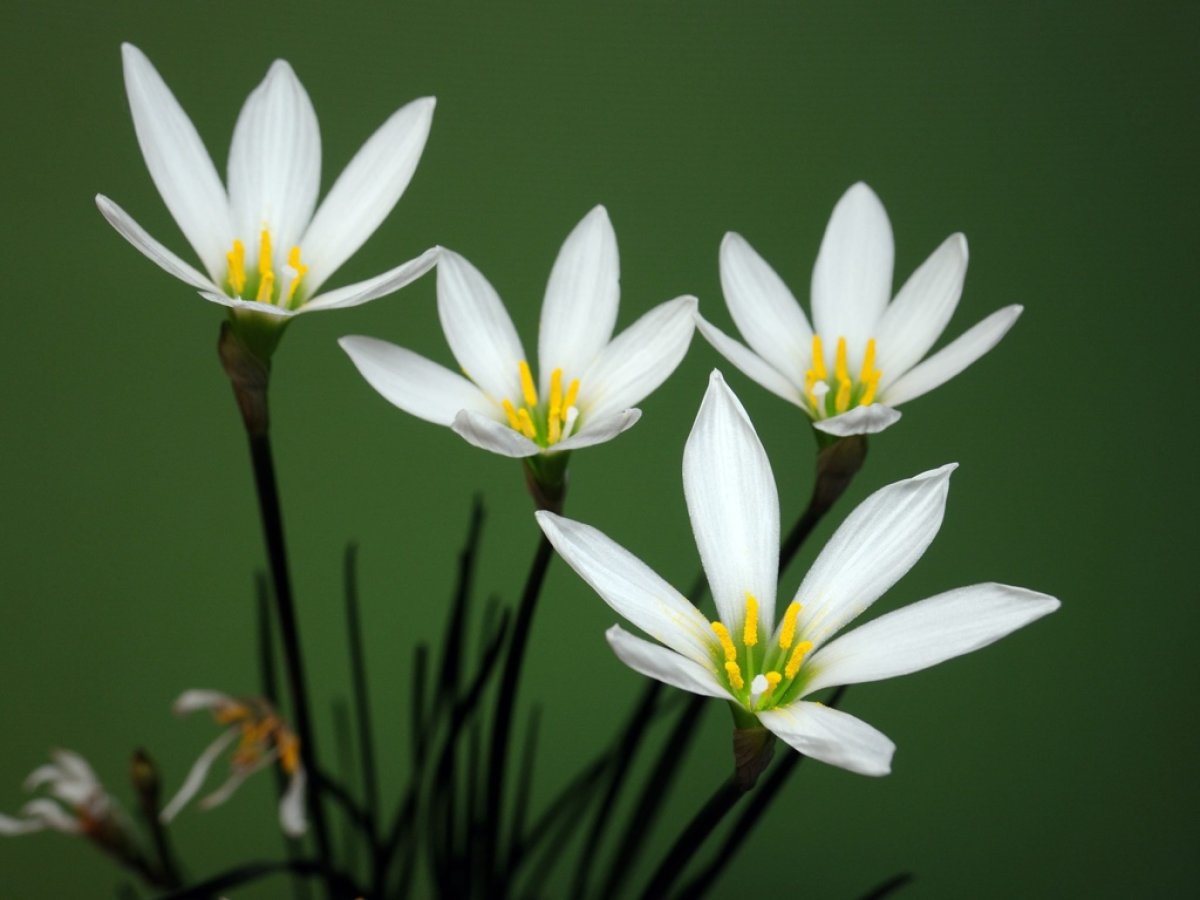 Зефирантес выскочка