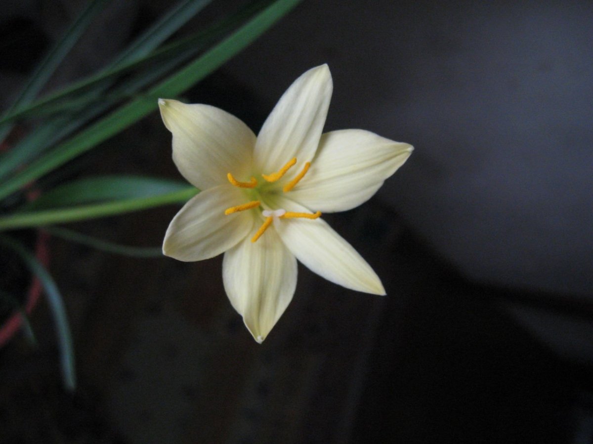 Зефирантес белоснежный