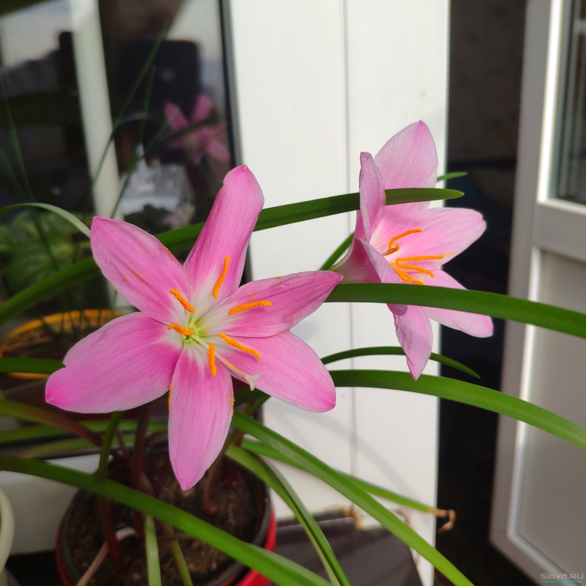 Зефирантес белый