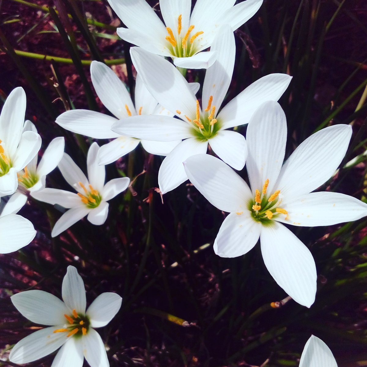 Зефирантес желтый