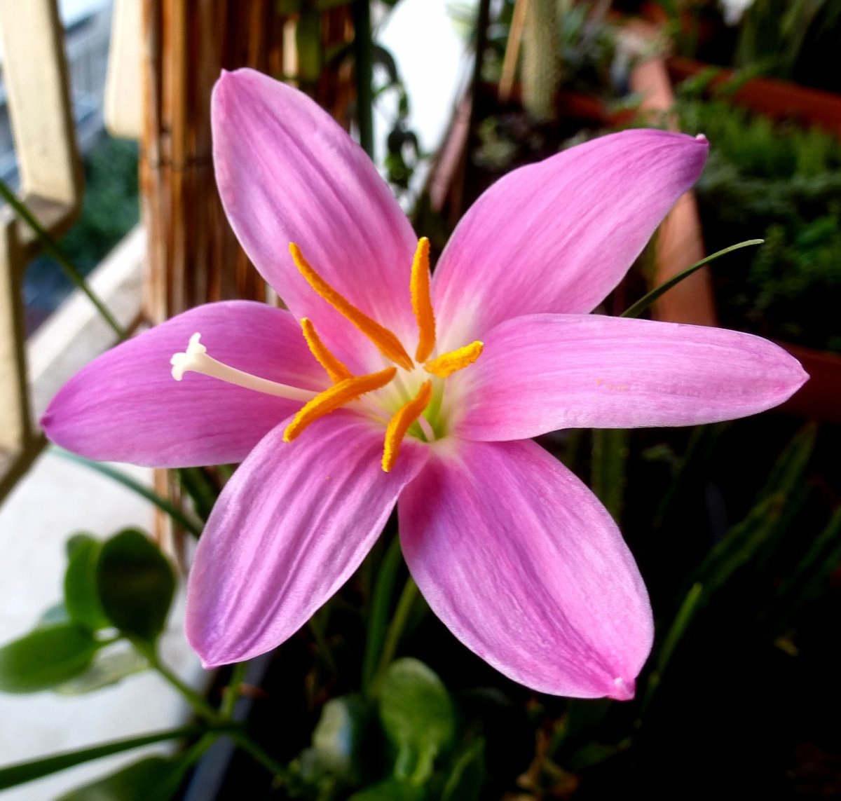 Зефирантес грандифлора