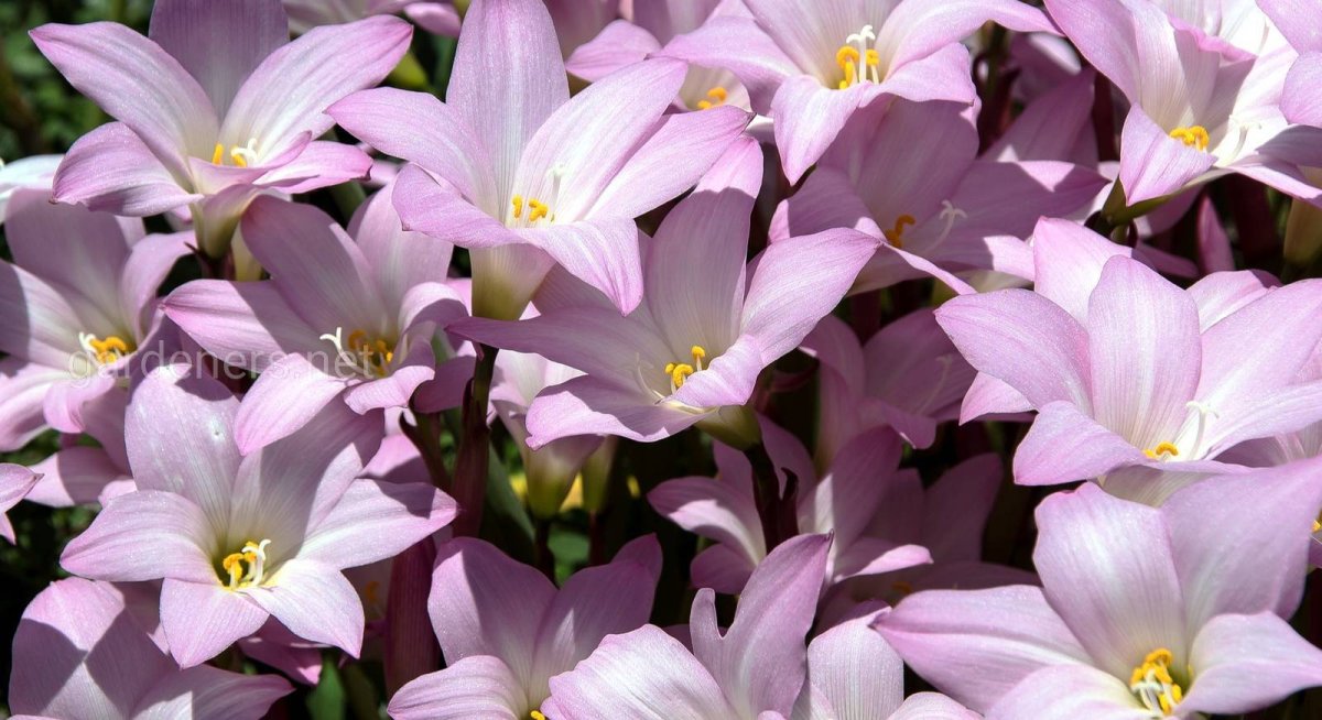 Дождевая Лилия зефирантес