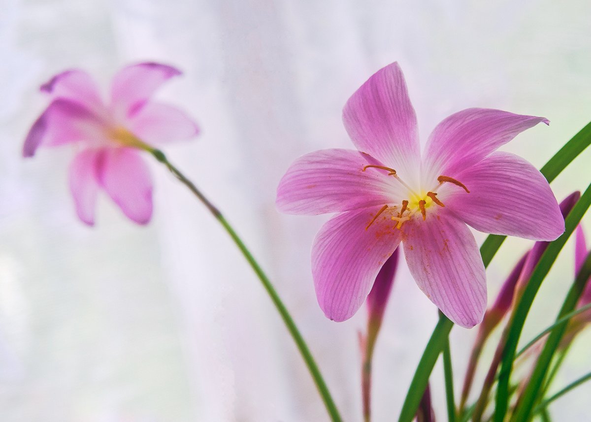 Зефирантес мощный Пинк