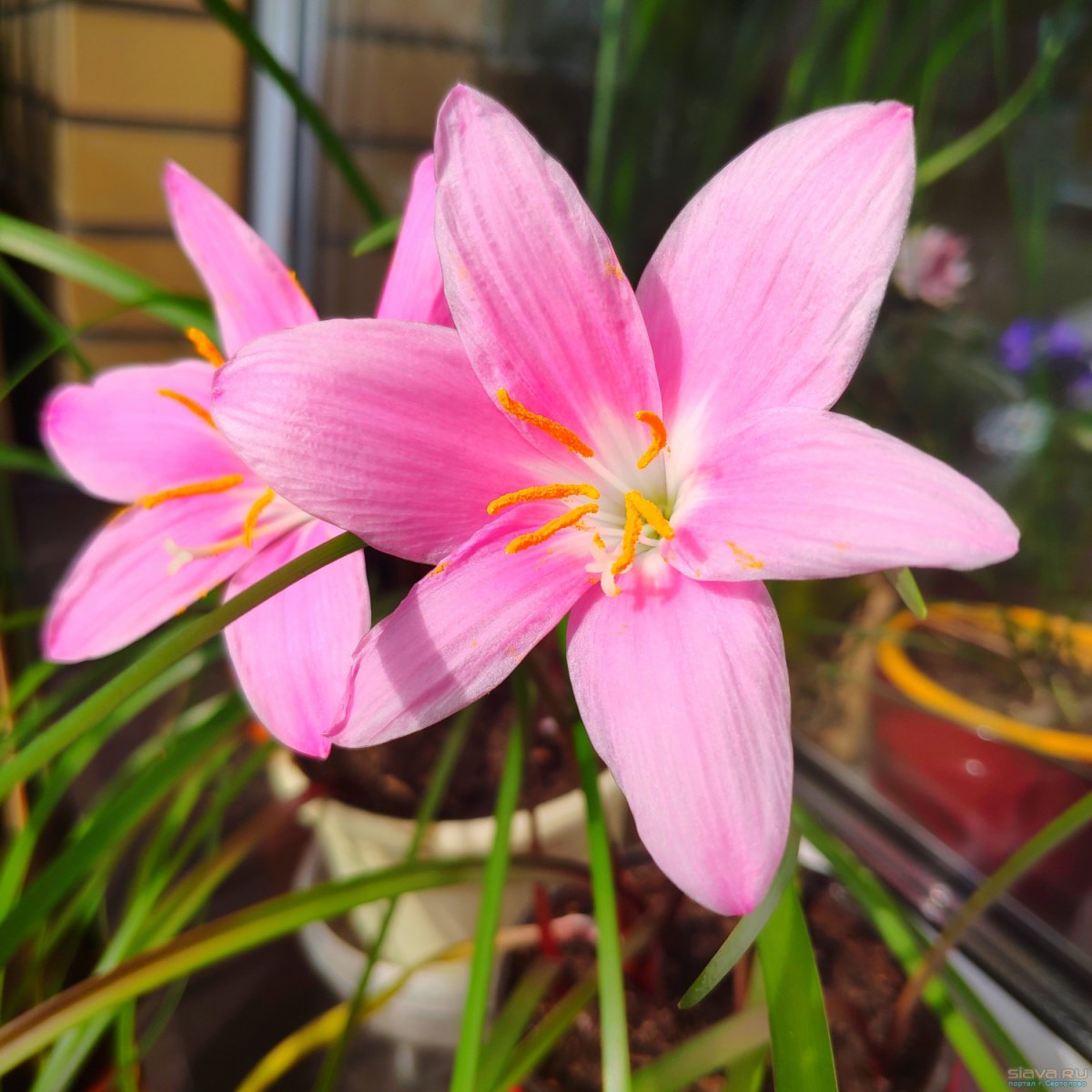 Зефирантес выскочка желтый