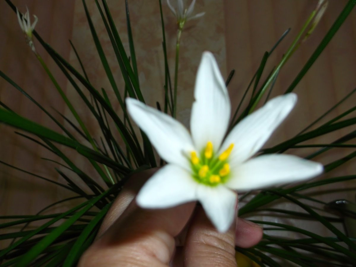 Зефирантес белый