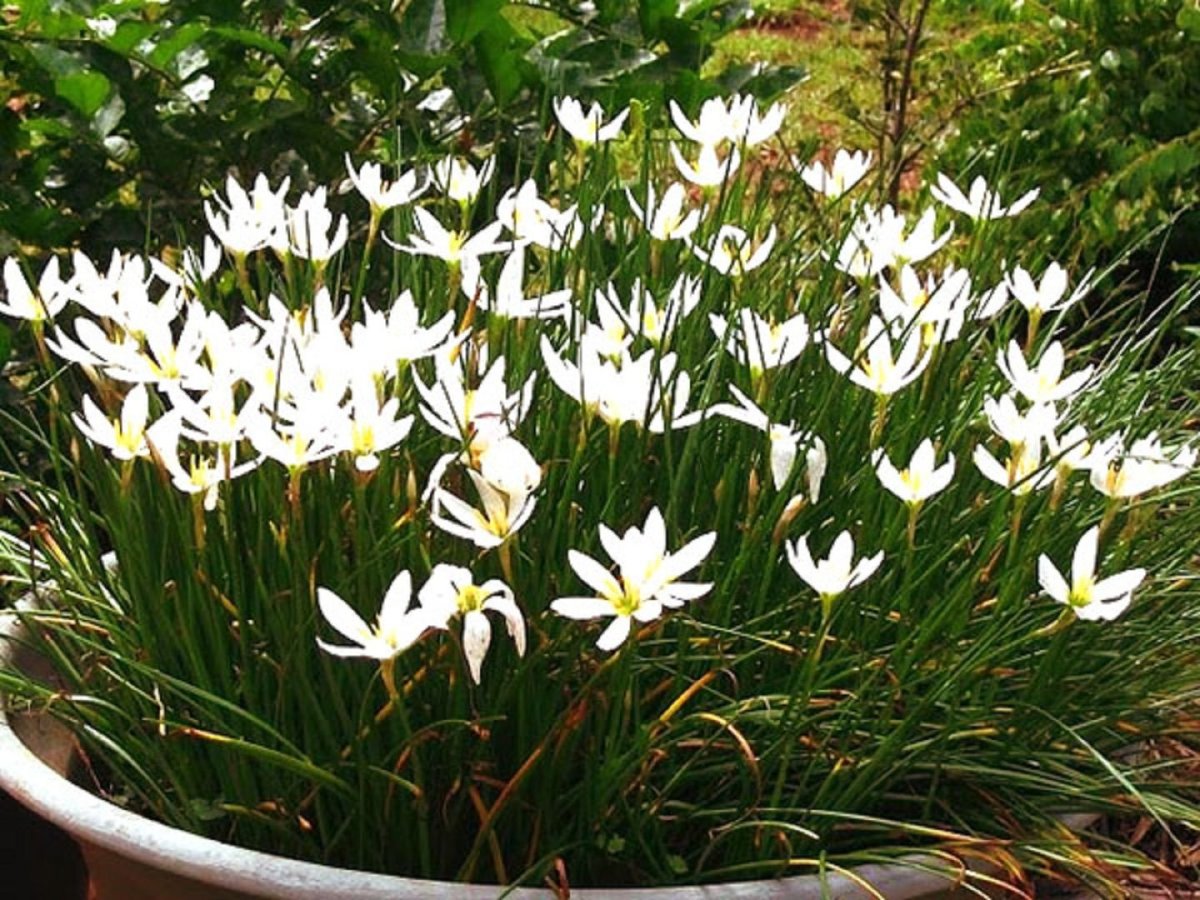 Zephyranthes grandiflora