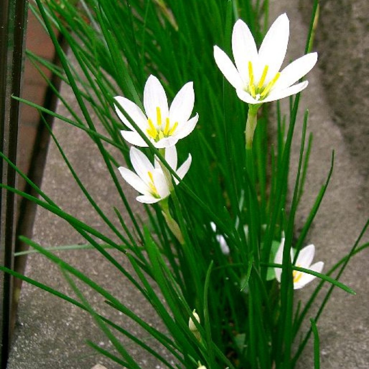 Зефирантес розовый выскочка