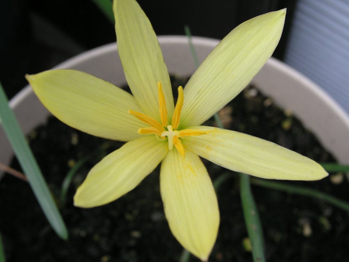 Зефирантес выскочка