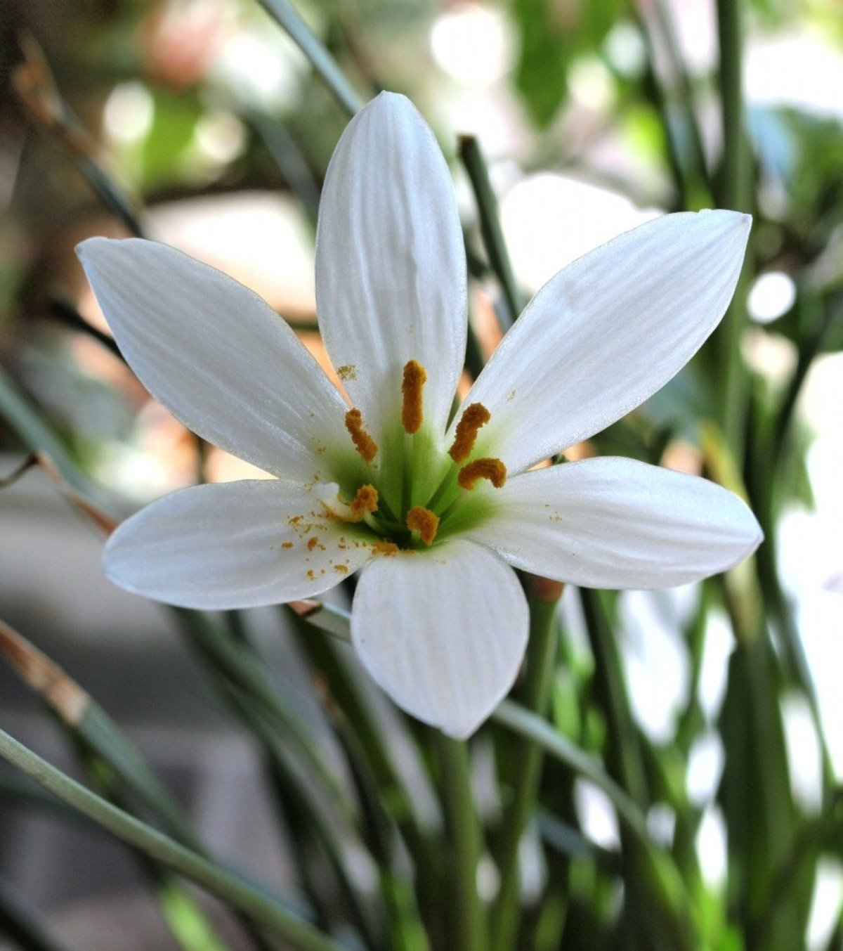 Зефирантес выскочка