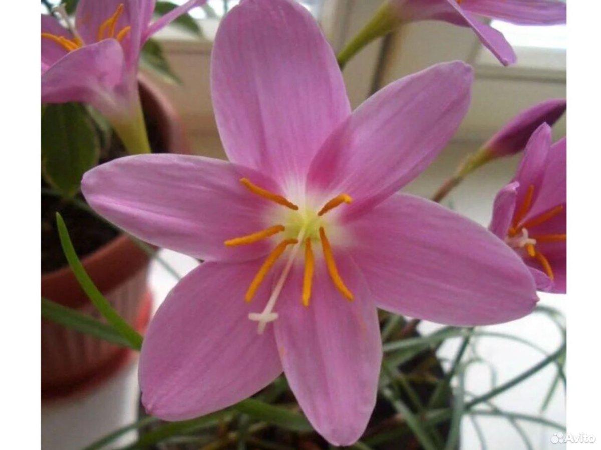 Лилия выскочка комнатный