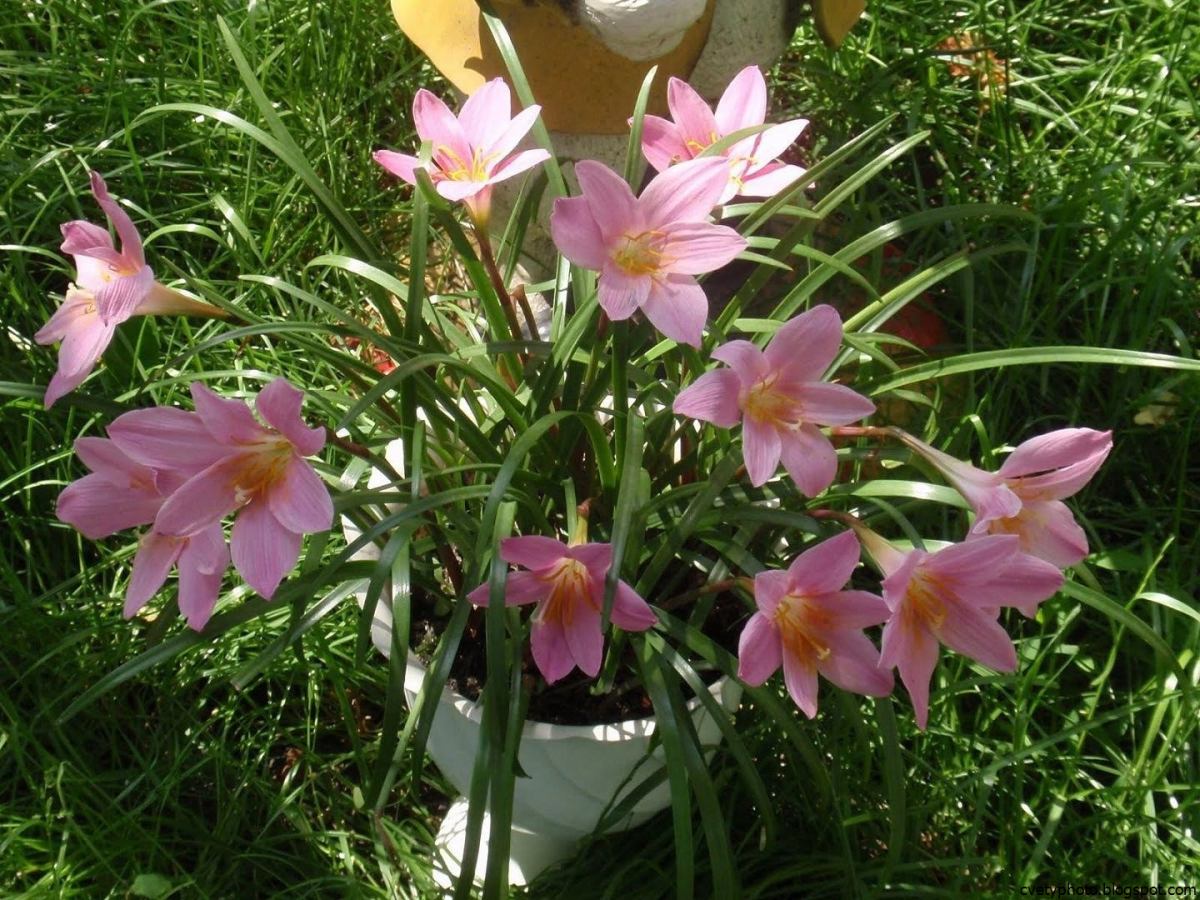 Зефирантес желтый