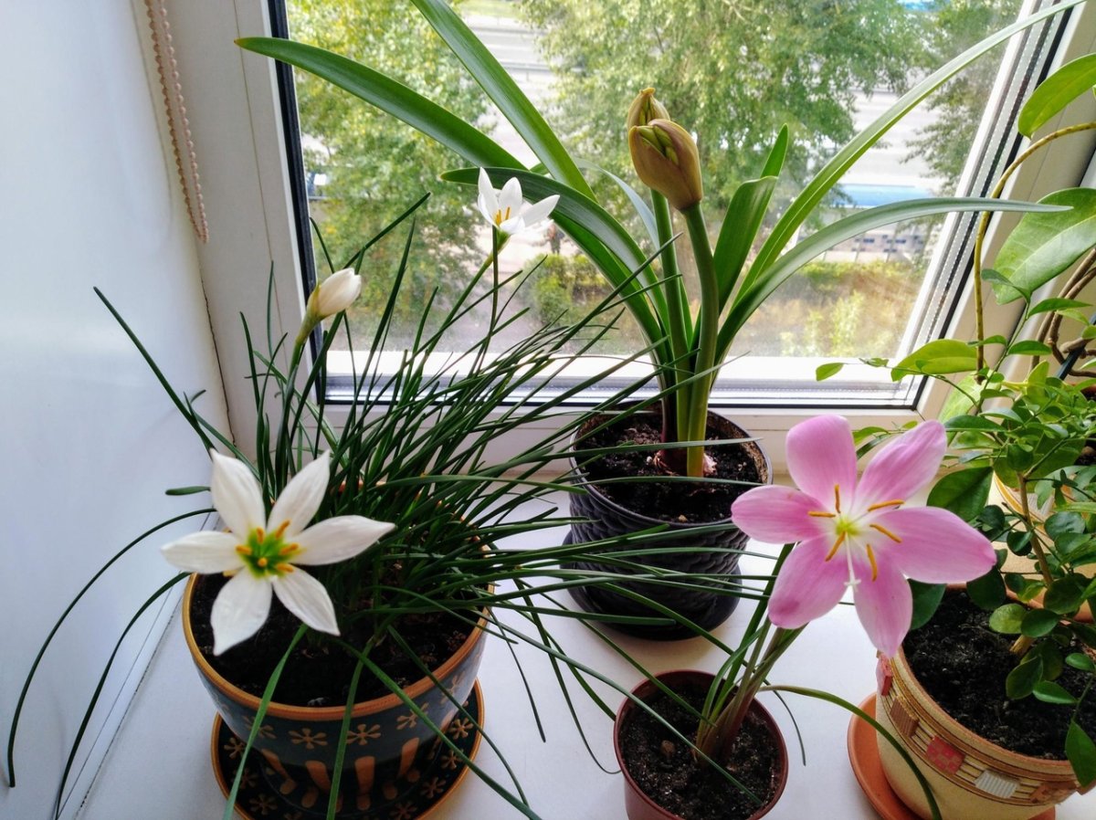 Зефирантес разноцветный