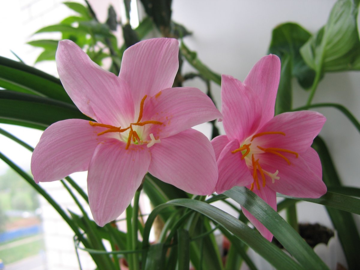 Зефирантес светолюбивый