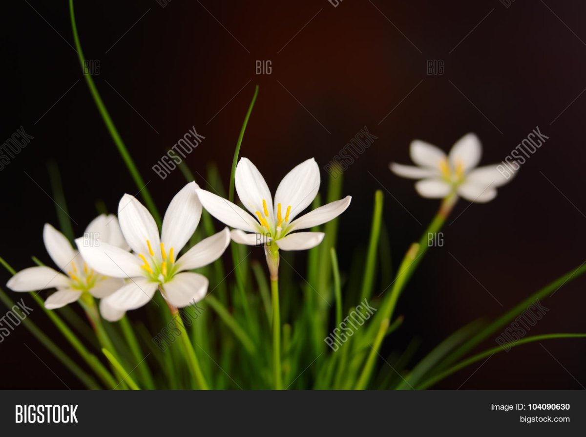 Зефирантес Росток