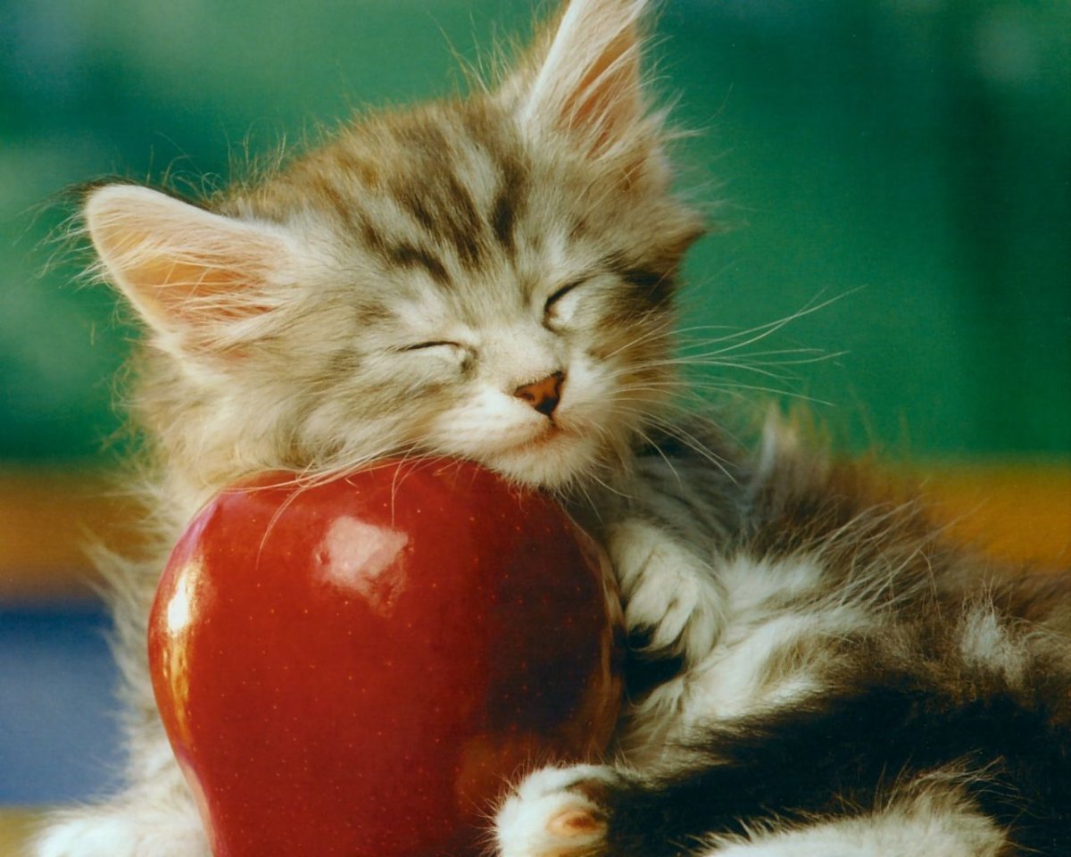 Спокойной ночи, лиса!