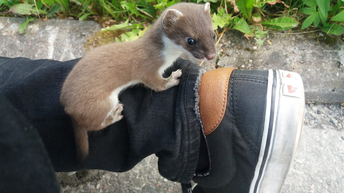 Ручная ласка