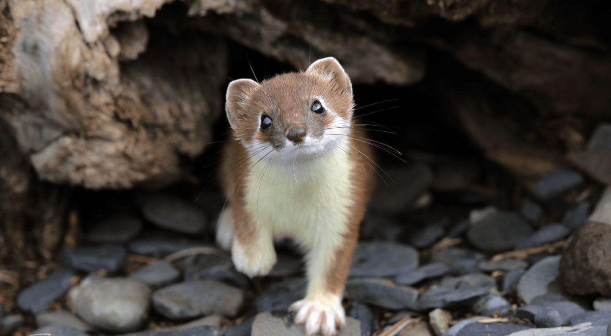 Горностай (Mustela erminea)