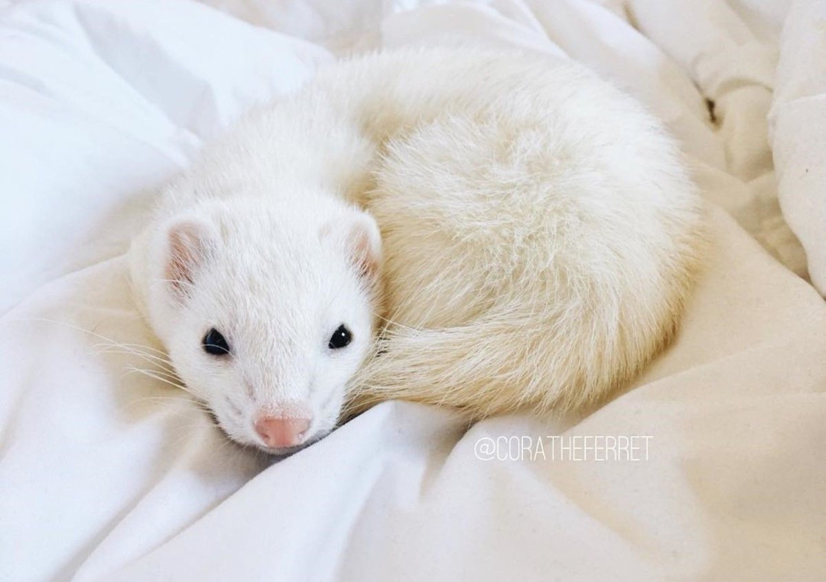 Хорёк домашний белый