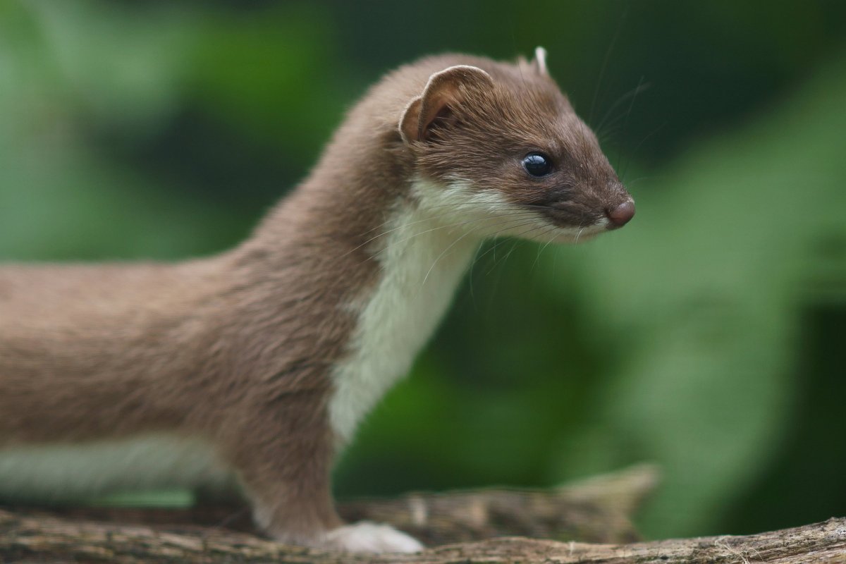 Голубой горностай