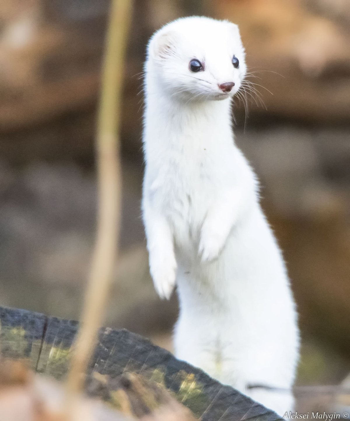 Ласка норка хорёк горностай