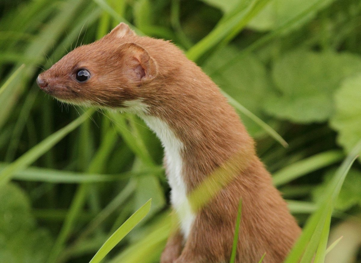 Горностай и ласка