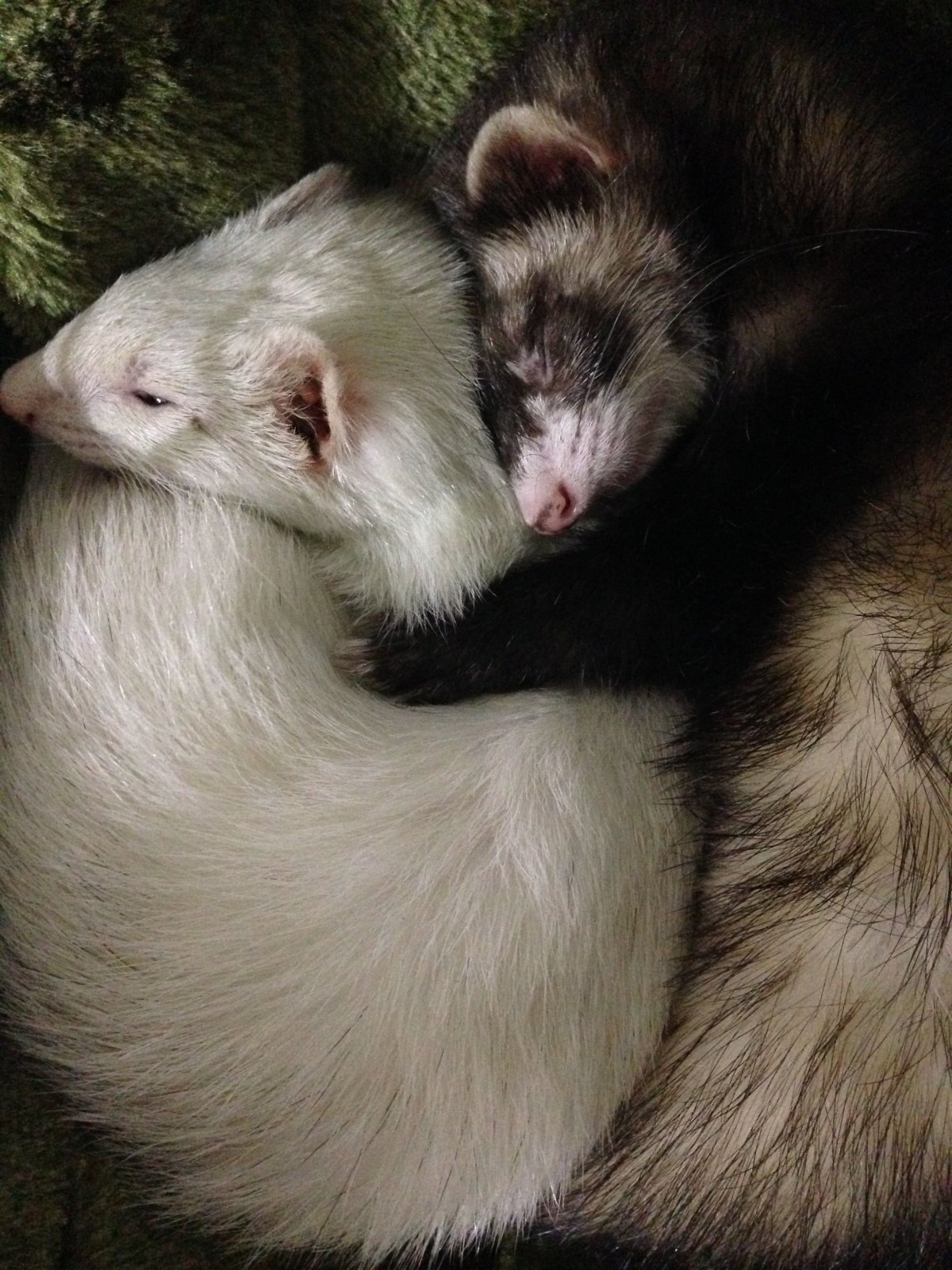 Хорек и куница