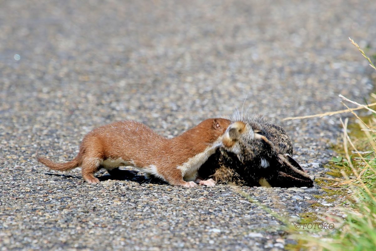 Ласка животное с добычей