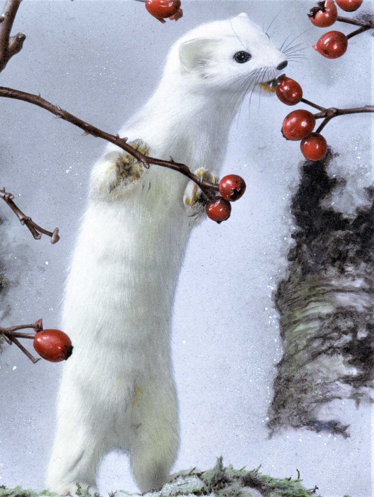 Ласка зверек