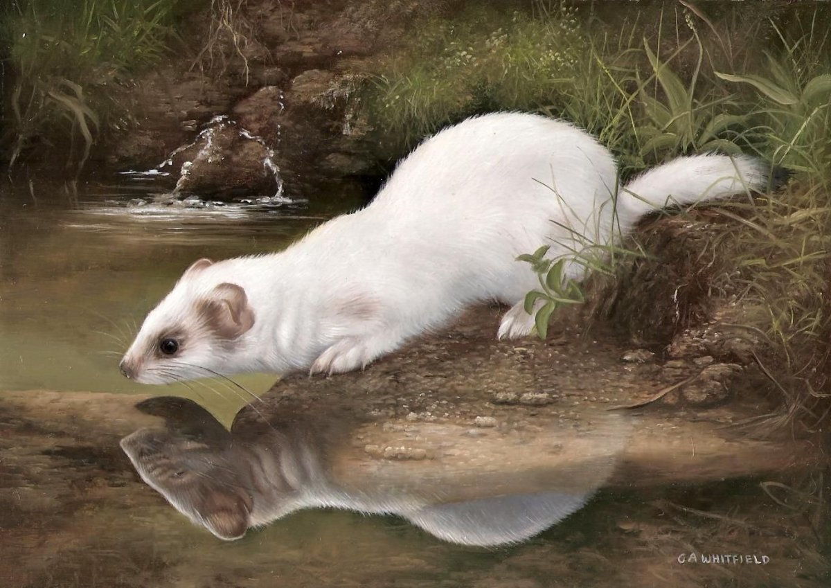 Художник Карл Эндрю Уитфилд