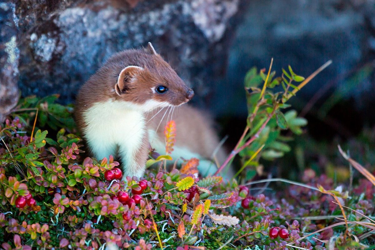 Куница ласка горностай