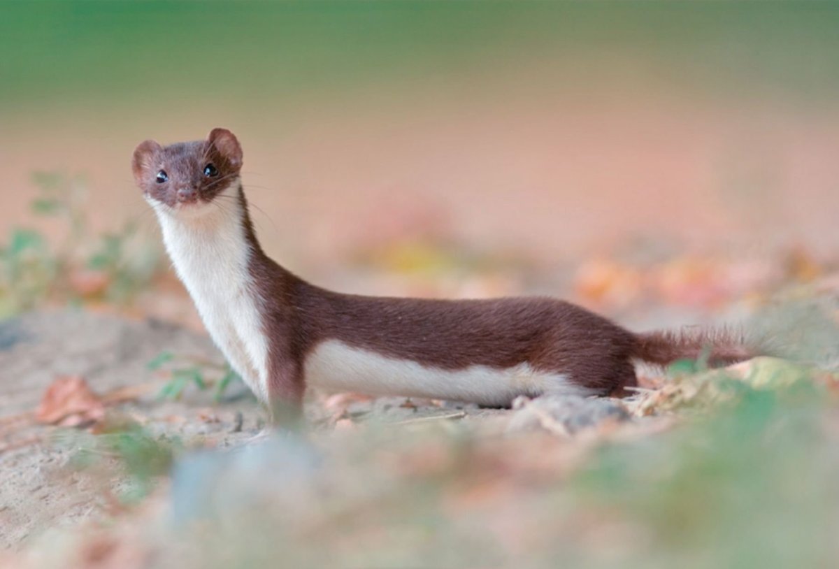 Ласка обыкновенная (Mustela nivalis)