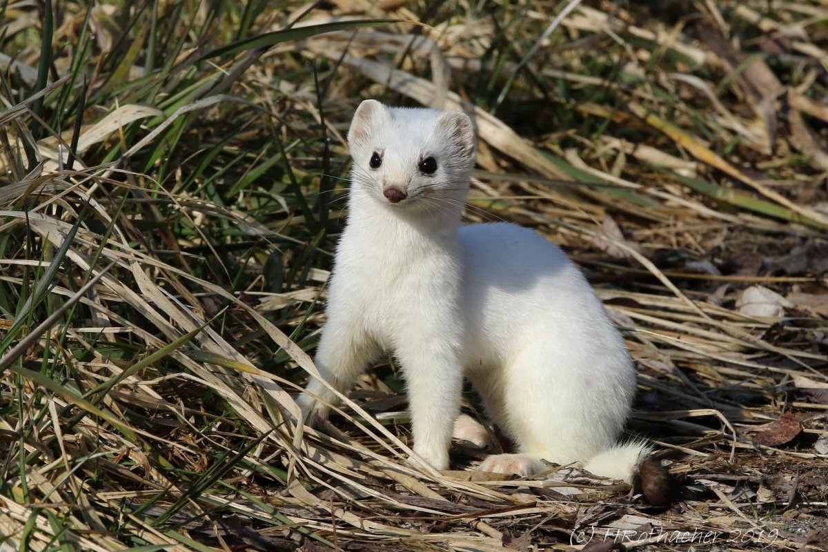 Ласка норка хорёк горностай