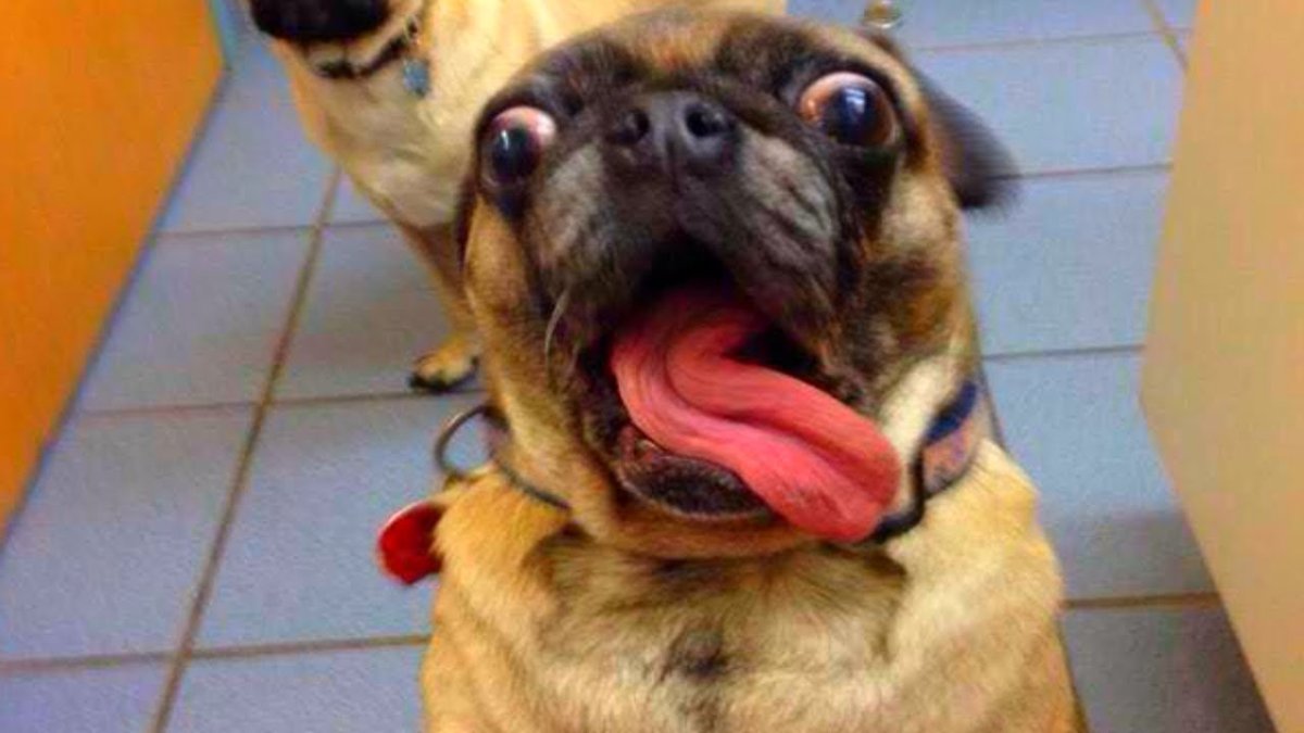 Самая смешная картина в мире до слёз