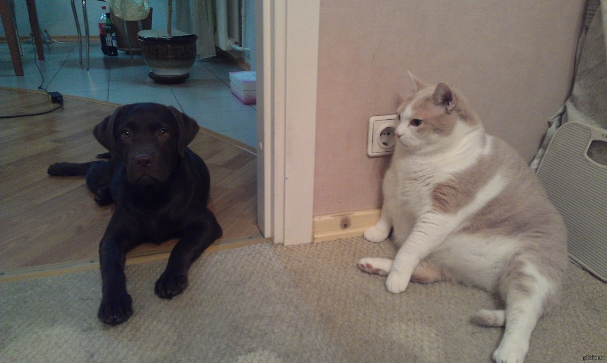 Кот и курица