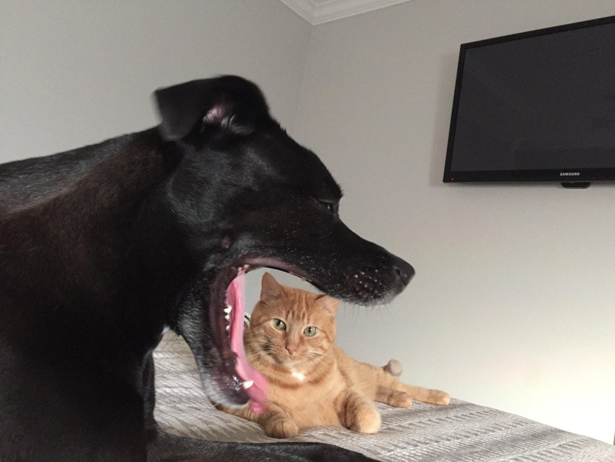 Смешные удачные кадры с животными