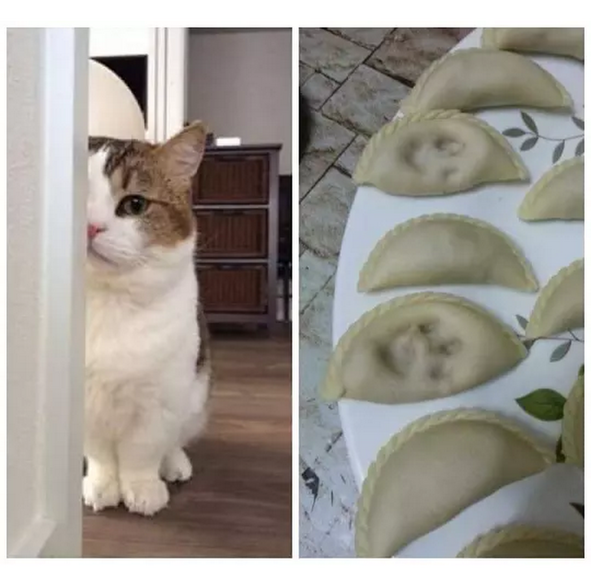 Самые смешные собаки до слёз