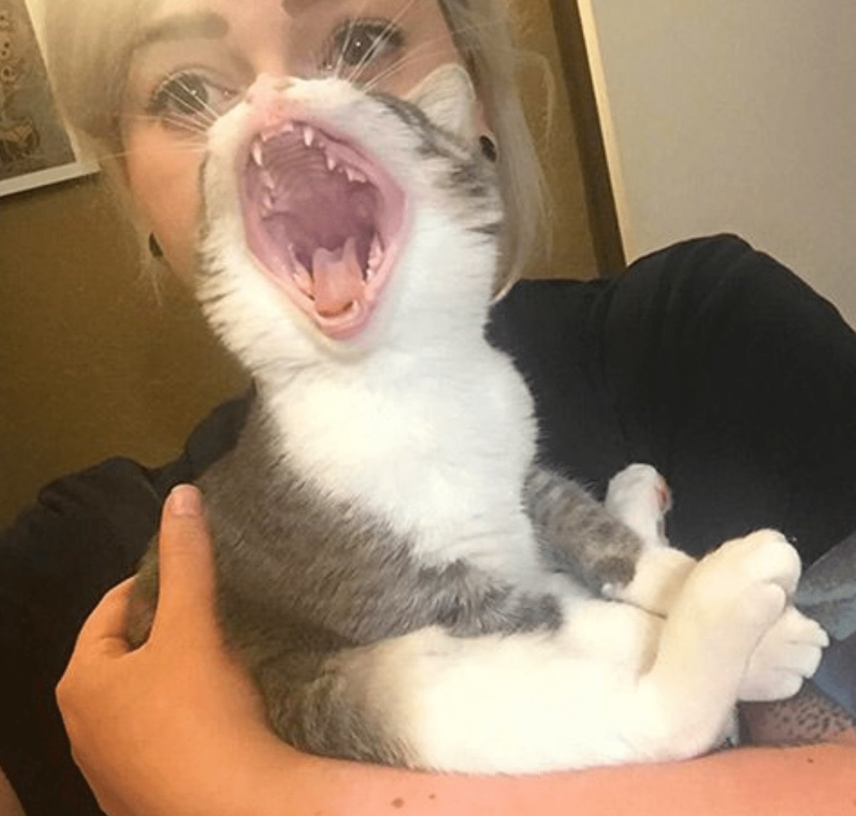 Смешные кошки до слез