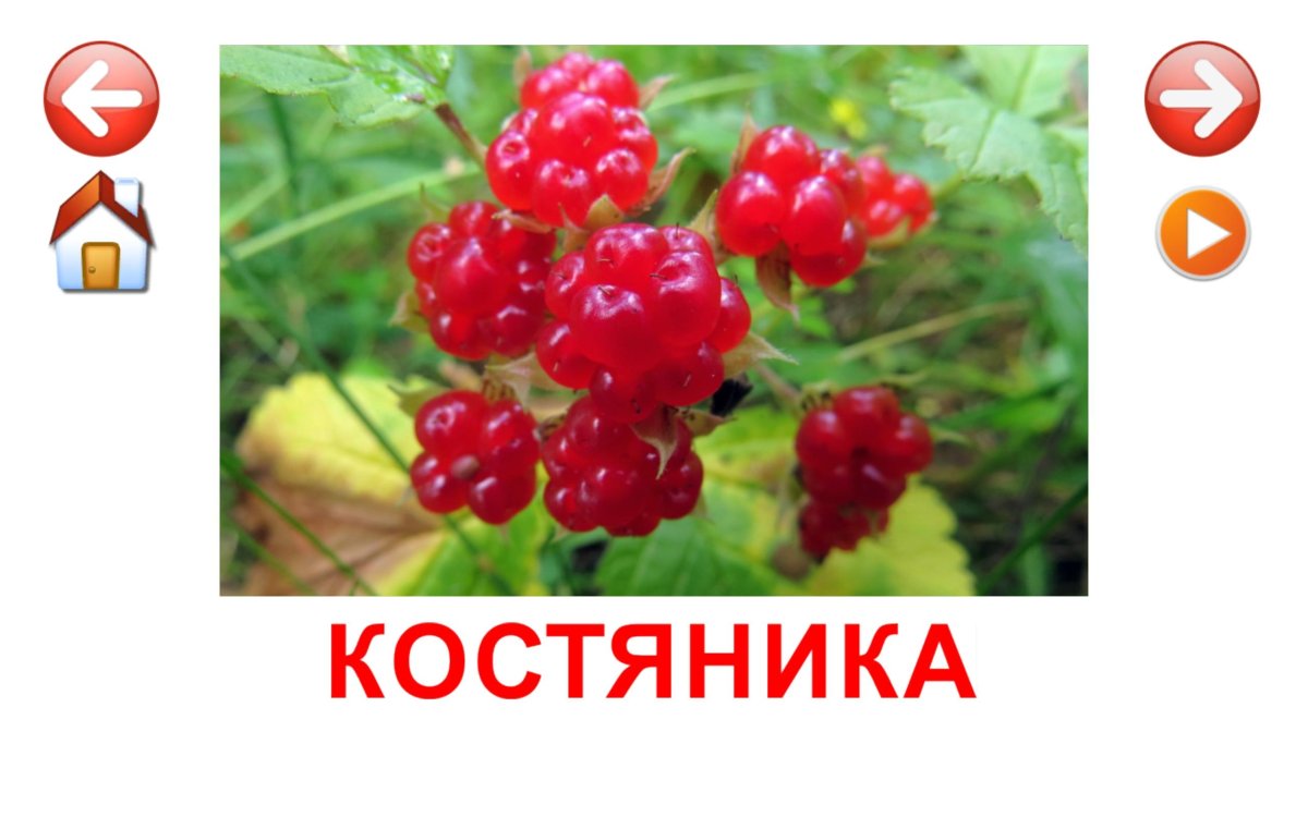 Костяника ягода для детей