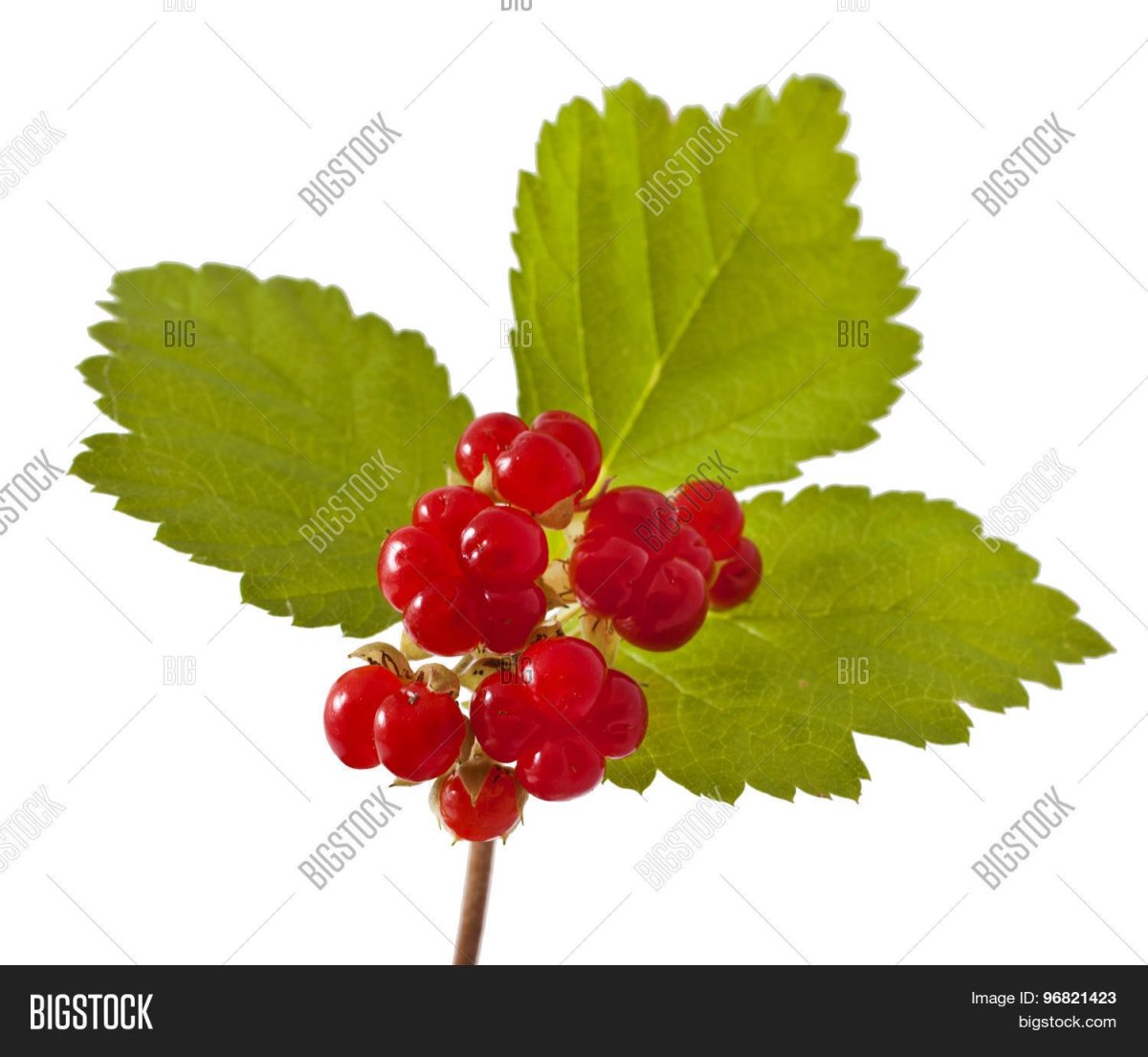 Костяника на белом фоне