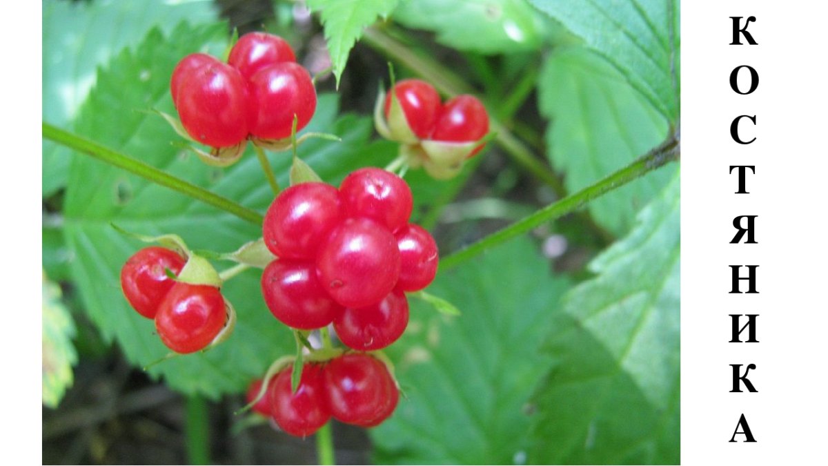 Костяника косточка