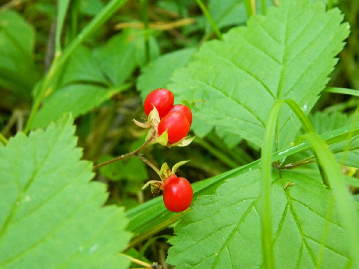 Костяника каменистая