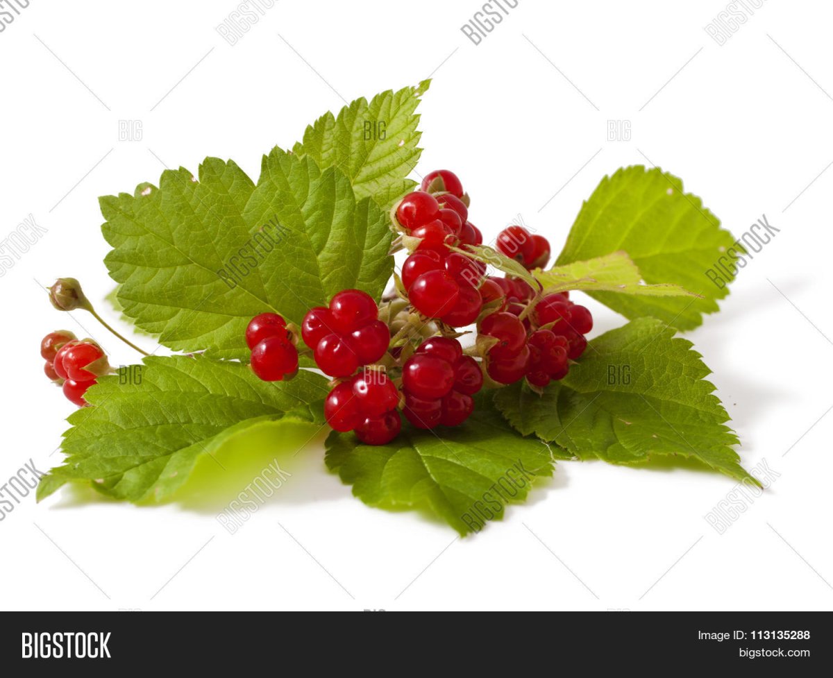 Костяника ягода