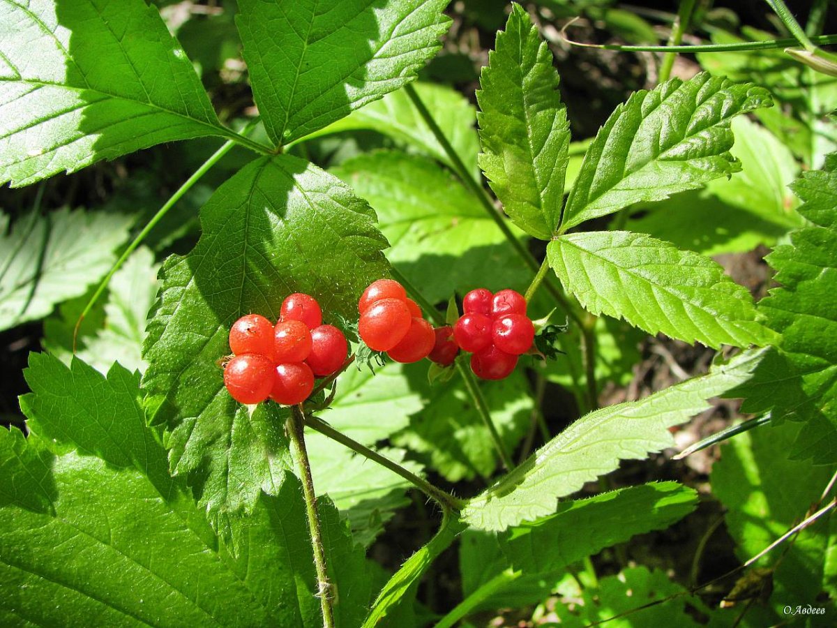 Костяника ботаника