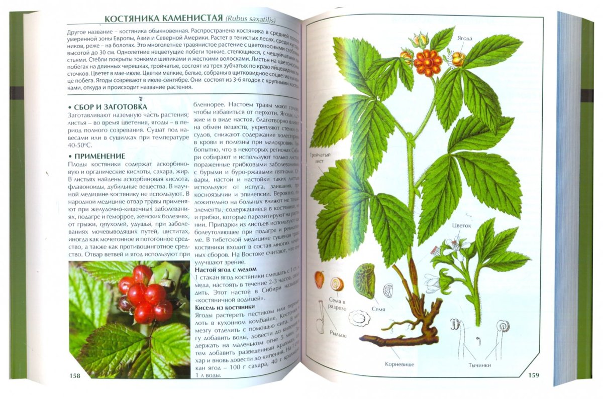 Книги про лекарственные растения для детей