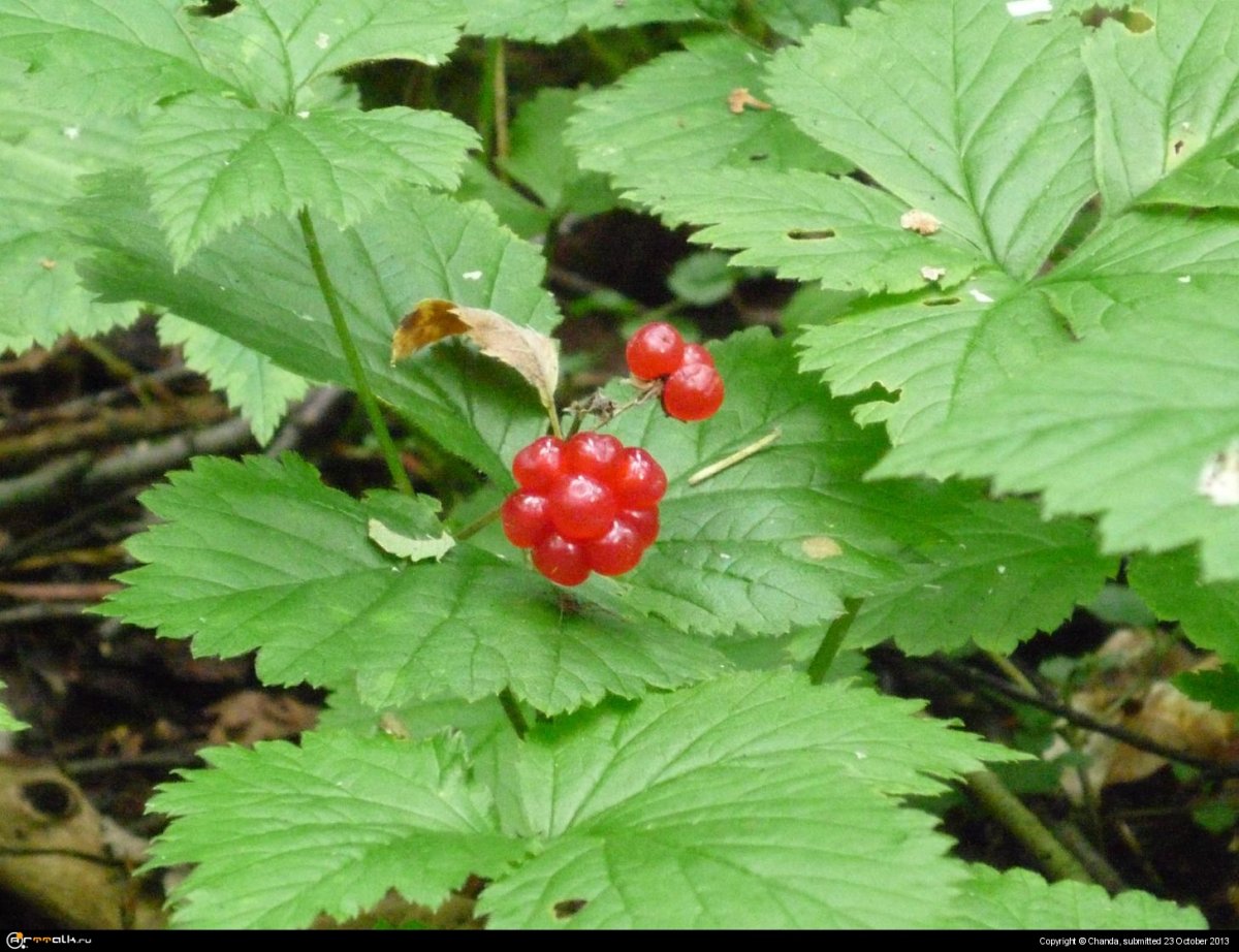 Костяника Легенда