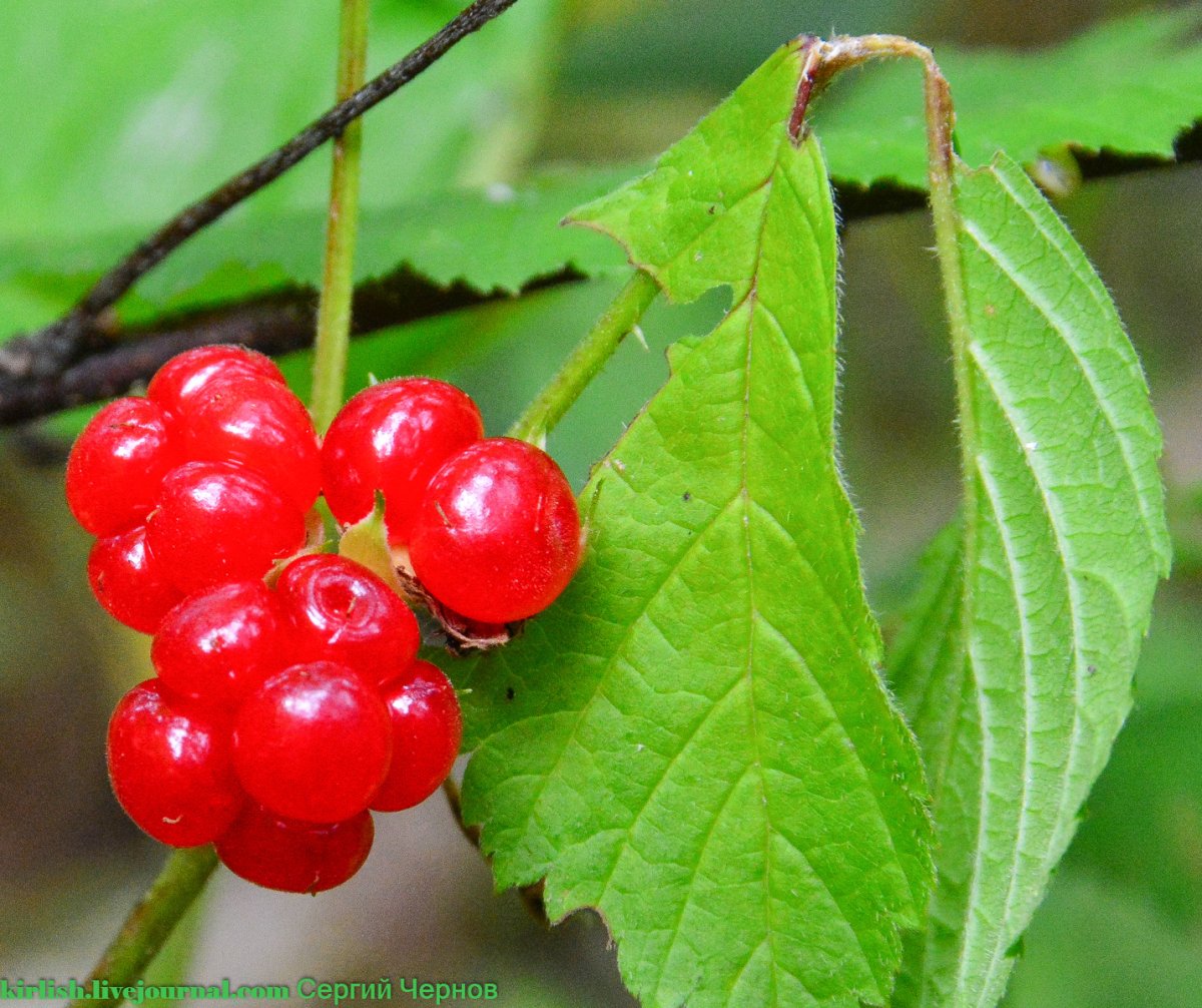 Костяника зеленая ягода