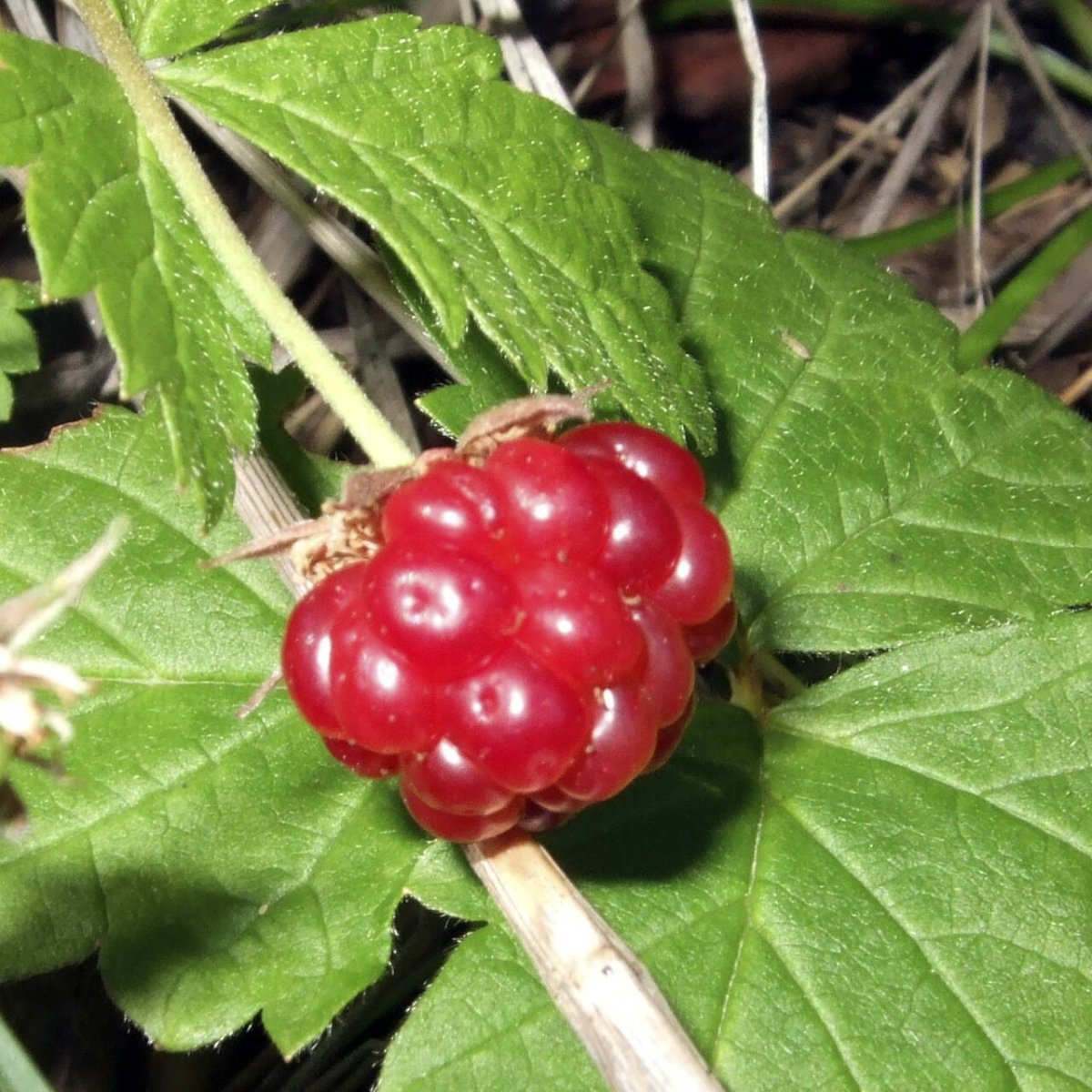 Костяника каменистая