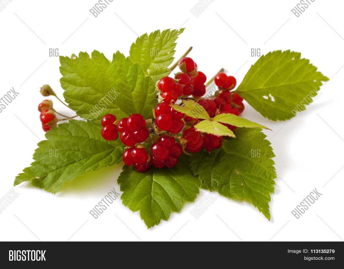 Костяника ягода