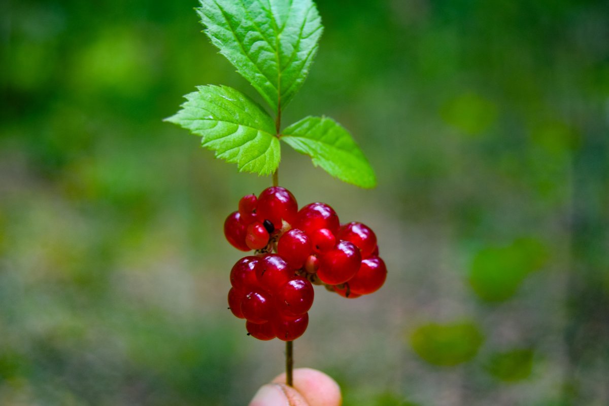 Костяника ягода в разрезе